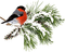 Christmas birds bp - Free PNG Animated GIF