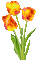 red yellow tulips - Darmowy animowany GIF animowany gif
