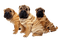 chiens - безплатен png анимиран GIF
