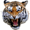 Kaz_Creations Animals Tiger - png grátis Gif Animado