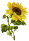 Sunflowers - GIF animé gratuit GIF animé