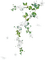 blommor--flowers - 免费PNG 动画 GIF