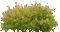 Baum - Darmowy animowany GIF animowany gif