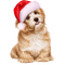 hund-dog-cane-jul - png gratis GIF animado