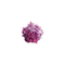 kikkapink deco scrap purple flower - безплатен png анимиран GIF