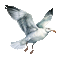 ♡§m3§♡ seagull coastal summer animated - Ilmainen animoitu GIF animoitu GIF