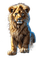 lion - ilmainen png animoitu GIF