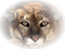 mountain lion bp - nemokama png animuotas GIF