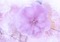 minou-bg-flower-purple - gratis png geanimeerde GIF