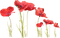 Coquelicots.Poppies.Fleurs.Red.Victoriabea - PNG gratuit GIF animé