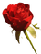 rose rouge Cheyenne63 - 免费PNG 动画 GIF