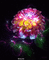 fleur - Gratis geanimeerde GIF geanimeerde GIF