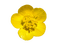 Flowers yellow bp - фрее пнг анимирани ГИФ