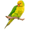 patymirabelle oiseau - darmowe png animowany gif