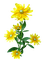 flowers two katrin - Free PNG Animated GIF
