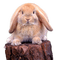 Kaz_Creations Animals Animal Rabbit - gratis png geanimeerde GIF