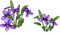 fleur violette, flower - PNG gratuit GIF animé