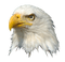 Eagle - ingyenes png animált GIF