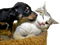 Kaz_Creations Dogs Dog Pup 🐶Cats Cat Kitten - besplatni png animirani GIF
