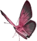 lila-fjäril-minou52 - PNG gratuit GIF animé