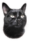 maj chat noir - nemokama png animuotas GIF