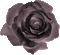 rose noire avec visage - GIF animado grátis Gif Animado
