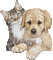 cat and dog gif - Free animated GIF Animated GIF