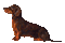 gala animals dog - Darmowy animowany GIF animowany gif