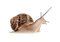 Kaz_Creations Snail - Free PNG Animated GIF