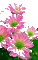 цветы - GIF animate gratis GIF animata