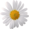 Kaz_Creations Deco Flowers Camomile Flower - ilmainen png animoitu GIF