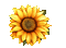 ♡§m3§♡ 14fra yellow flower animated - Darmowy animowany GIF animowany gif