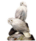 Owls - besplatni png animirani GIF