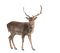 Hirsch, Reh, deer - zdarma png animovaný GIF
