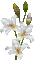 lily glitter - Besplatni animirani GIF animirani GIF