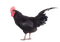 tupp---rooster -----djur - PNG gratuit GIF animé