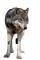 Loup debout - GIF animé gratuit