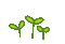 Flower Plants - Безплатен анимиран GIF анимиран GIF