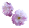 dolceluna pink purple flowers - PNG gratuit GIF animé