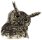 Kaz_Creations Animals Animal Bird Birds Owl - фрее пнг анимирани ГИФ