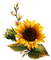sunflowers Bb2 - Free PNG Animated GIF