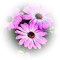 Flores - darmowe png animowany gif