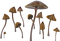 mushrooms - png gratuito GIF animata