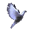 белый голубь - Безплатен анимиран GIF анимиран GIF