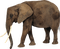 Kaz_Creations Elephant - nemokama png animuotas GIF