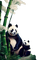 panda - png gratis GIF animasi