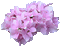 flores  rosas dubravka4 - Ingyenes animált GIF animált GIF