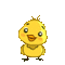 Yellow Chick