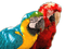 Rena Papageien Vögel - ingyenes png animált GIF