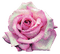 Rose.Pink - png gratuito GIF animata